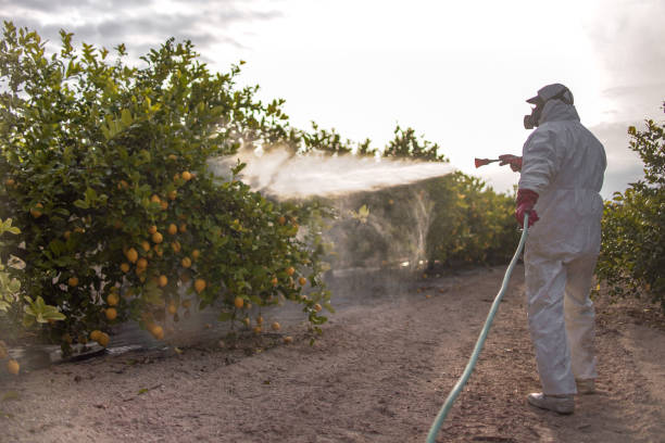 Best Wasp Removal Services  in Dallas, NC